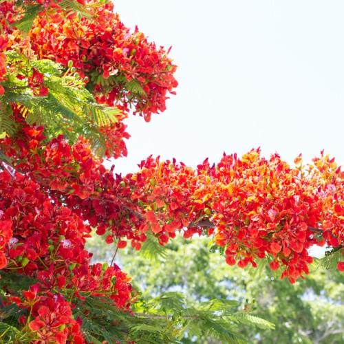 red-orange flowers with lime fruits, lime stems, leaves and gray branches
