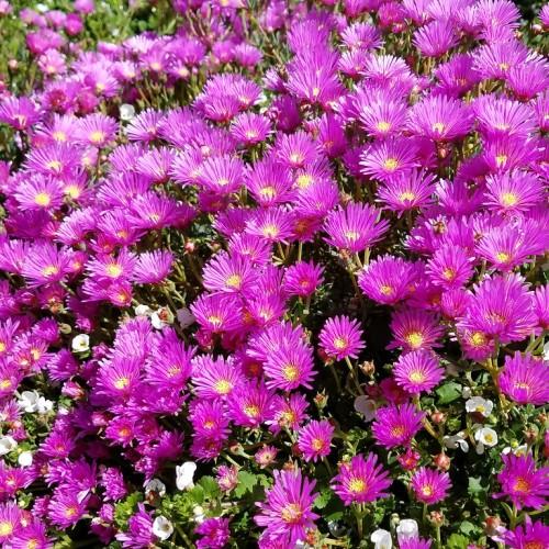 purple-pink flowers with yellow center, lime stems and green leaves