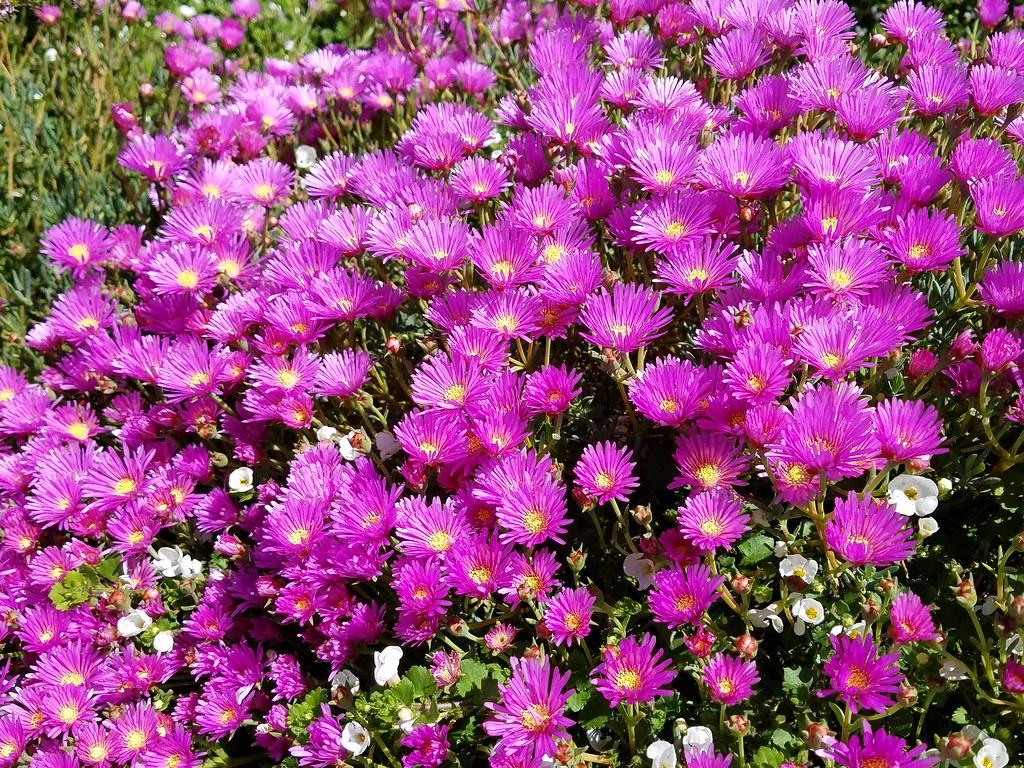 purple-pink flowers with yellow center, lime stems and green leaves