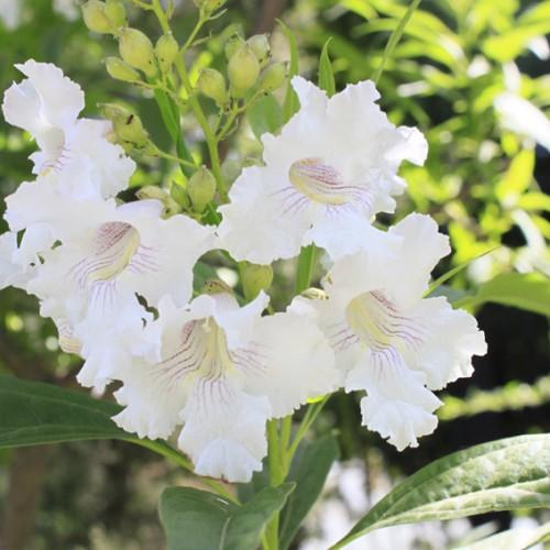 white flowers with purple-yellow center, yellow fruits, green leaves and lime stems