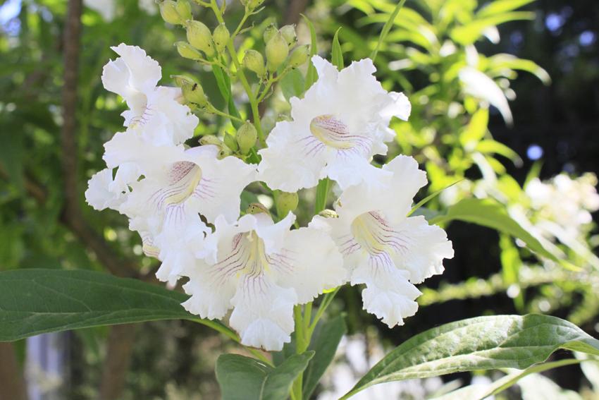 white flowers with purple-yellow center, yellow fruits, green leaves and lime stems