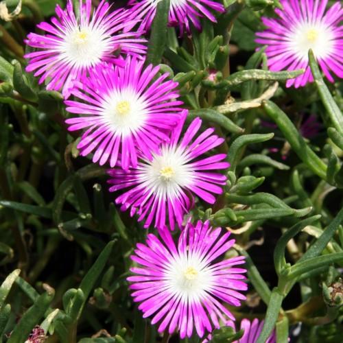 purple-white flowers with white stamens, yellow center, green stems and foliage
