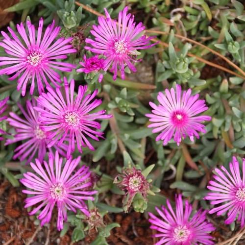 purple-pink flowers with off-white center, green leaves and green-brown stems