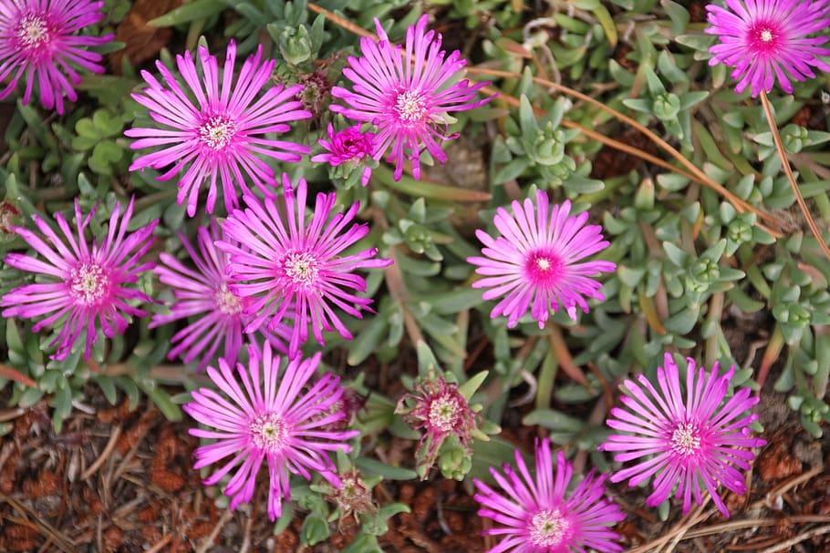 purple-pink flowers with off-white center, green leaves and green-brown stems