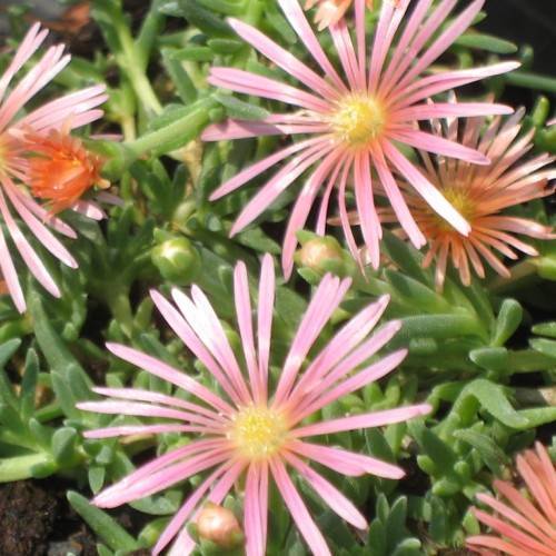 light-pink flowers with yellow stamens and gold-pink buds with green sepals on green stems