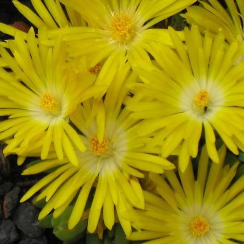 bright-yellow flowers with white center, yellow filaments and dark-yellow anthers