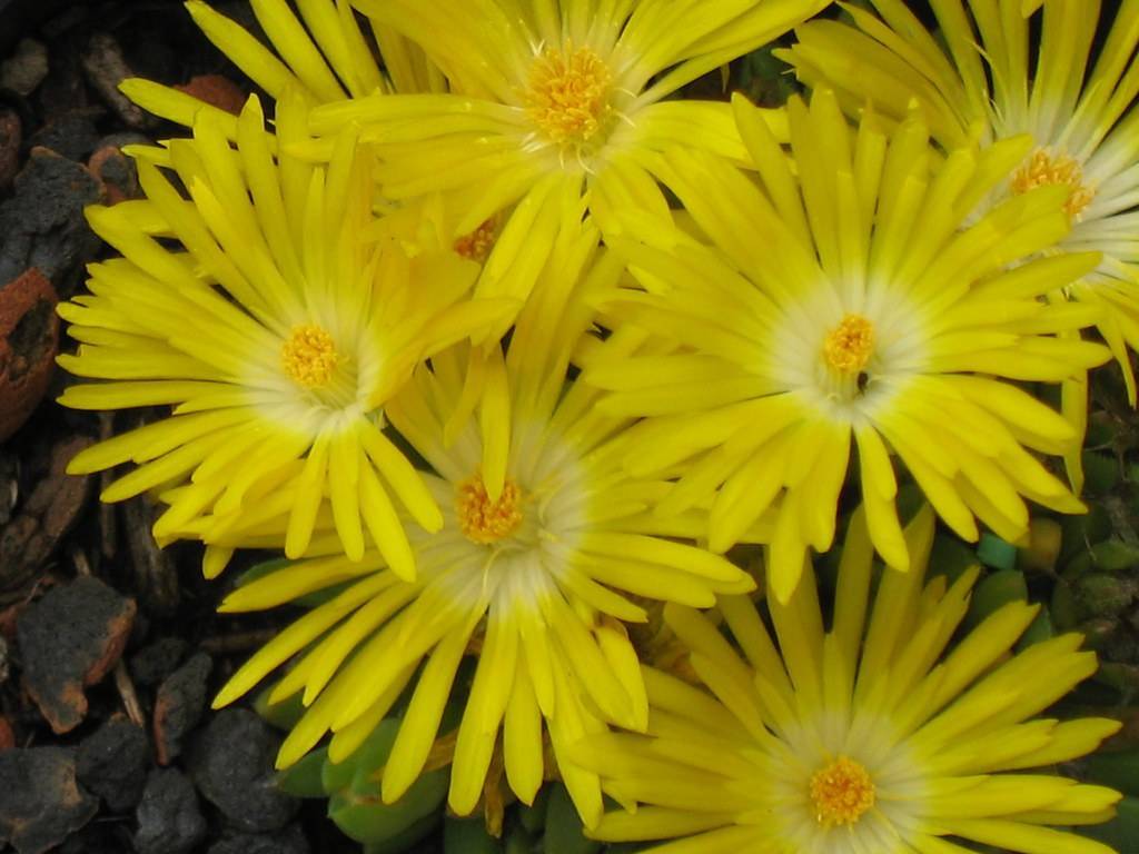 bright-yellow flowers with white center, yellow filaments and dark-yellow anthers