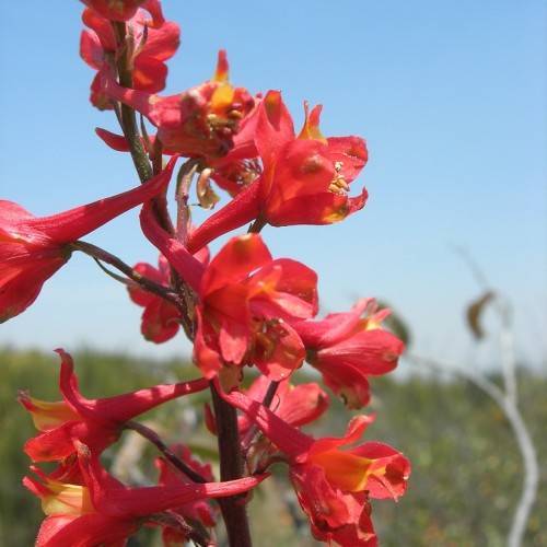 red-orange flowers with yellow-red stamens on red-brown petioles and stems