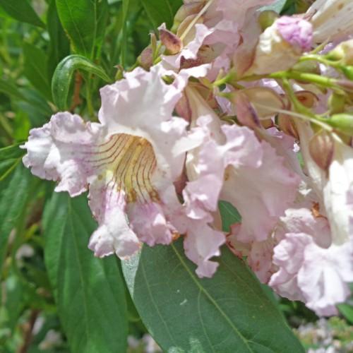 pink-white-yellow flower, green branch with light-green buds and green leaves.