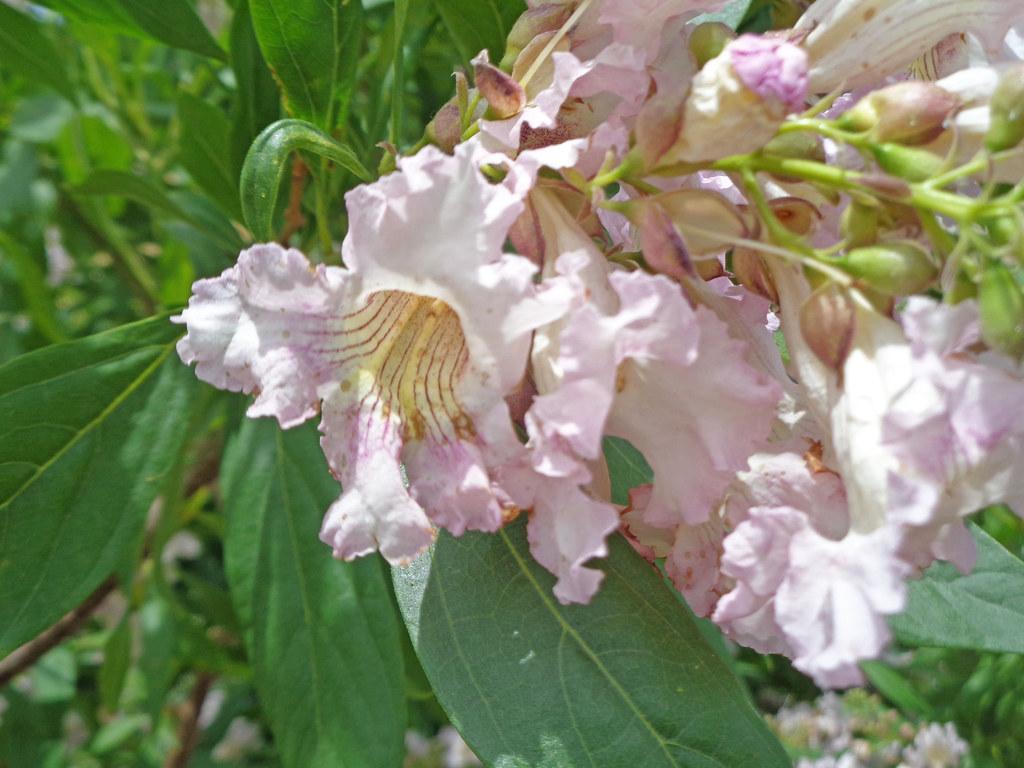 pink-white-yellow flower, green branch with light-green buds and green leaves.