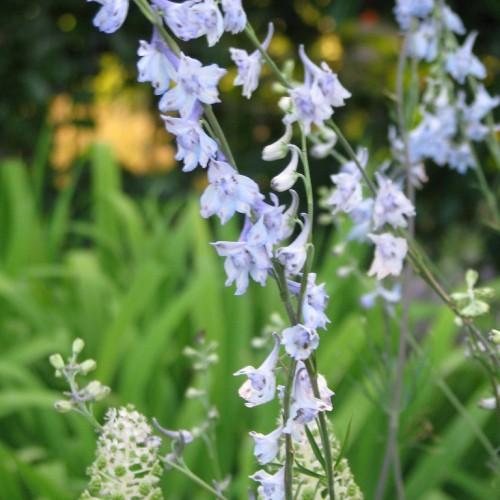 white-blue flowers with green leaves and gray-green stems