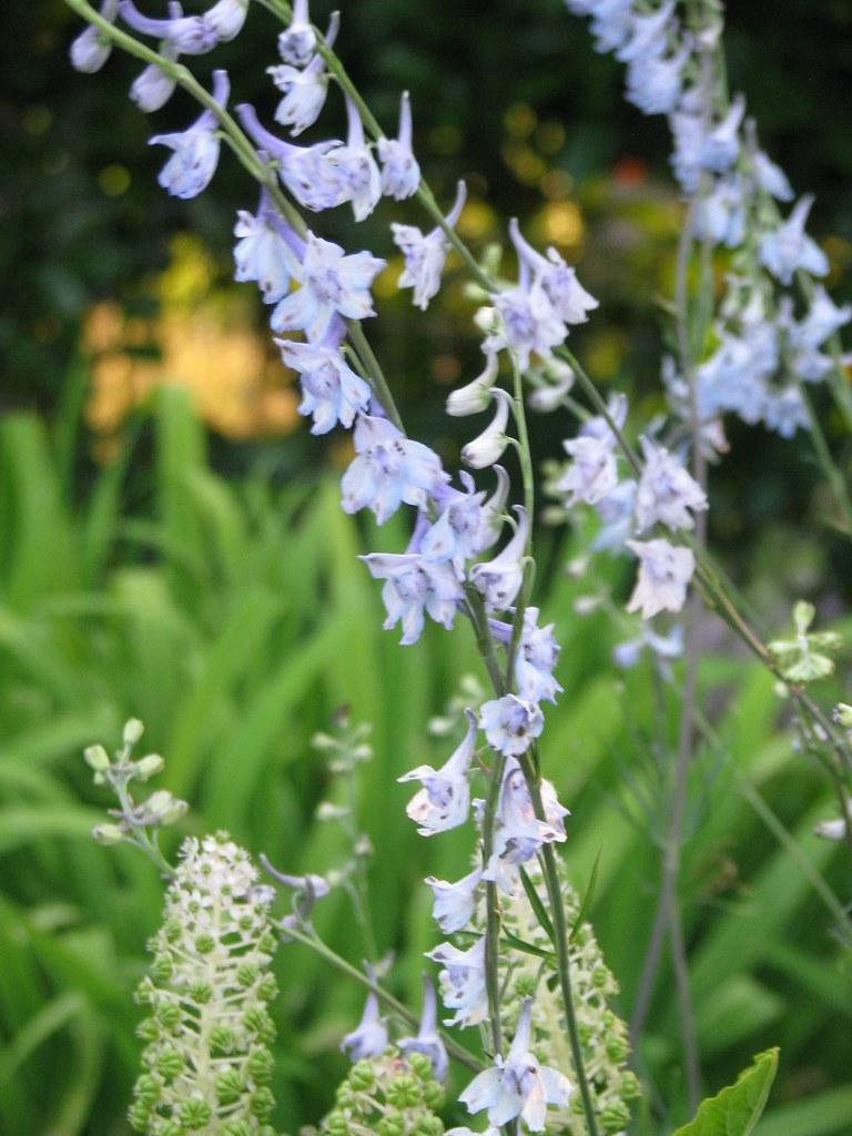 white-blue flowers with green leaves and gray-green stems
