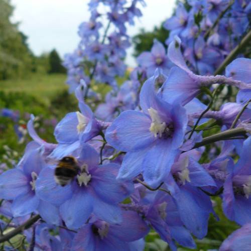 blue-purple flowers with white center on dark-gray petioles and stems