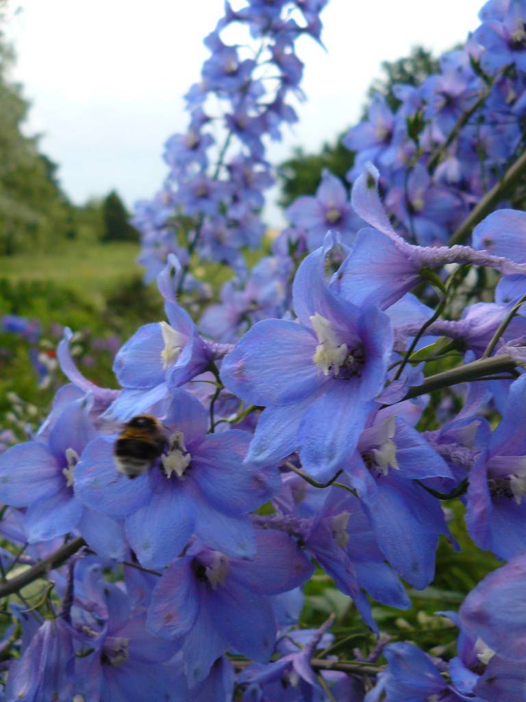 blue-purple flowers with white center on dark-gray petioles and stems