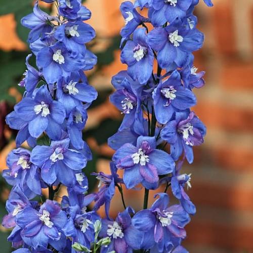 blue flowers with white center, green leaves and dark-brown stems