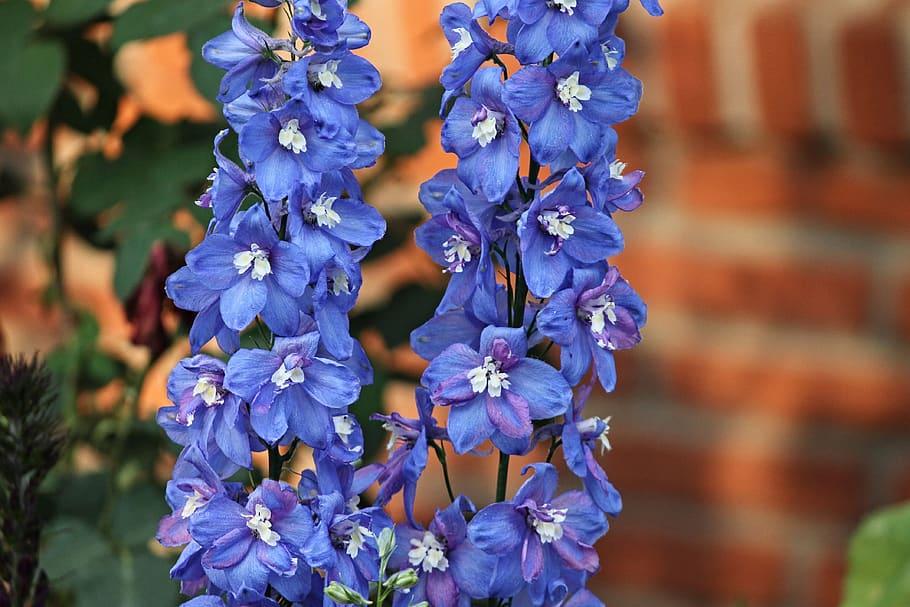 blue flowers with white center, green leaves and dark-brown stems