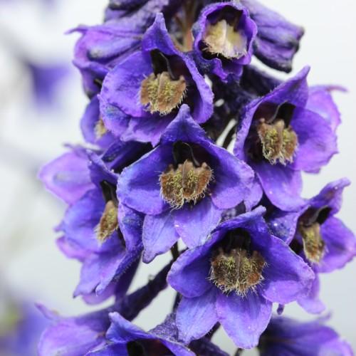 violet-blue flowers with brown center and brown stems