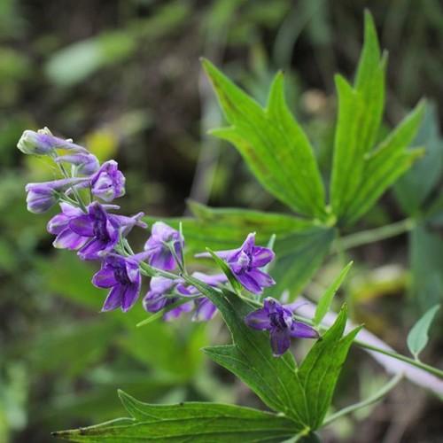 violet flowers with green leaves and stems