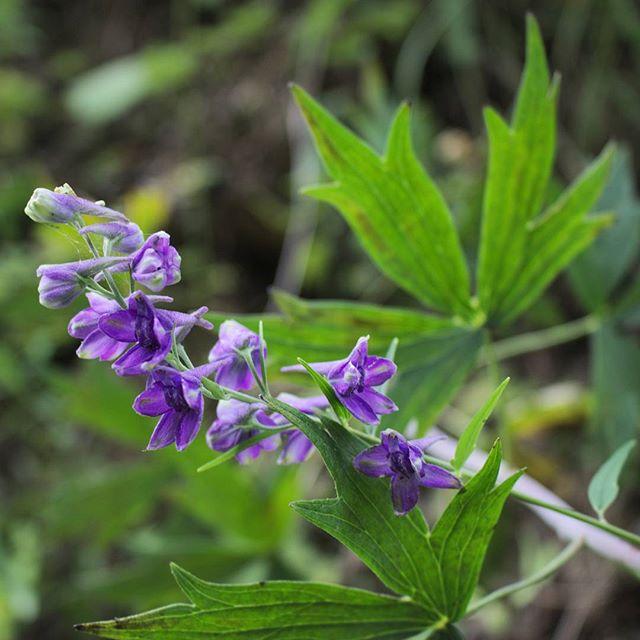 violet flowers with green leaves and stems