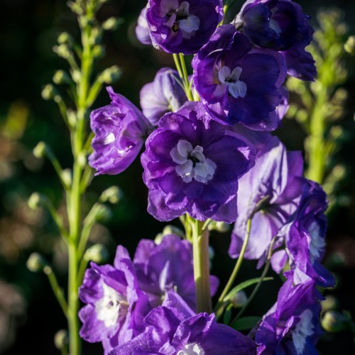 Violet flower with white-violet center, green leaves, lime-green , stems and buds.