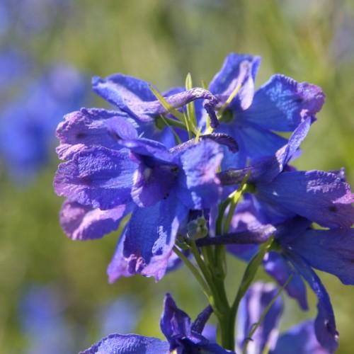 violet-blue flowers with lime foliage and stems