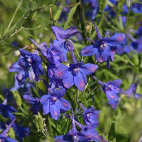 blue-pink flowers with olive leaves and stems
