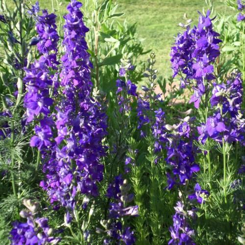 violet flowers with green leaves and stems