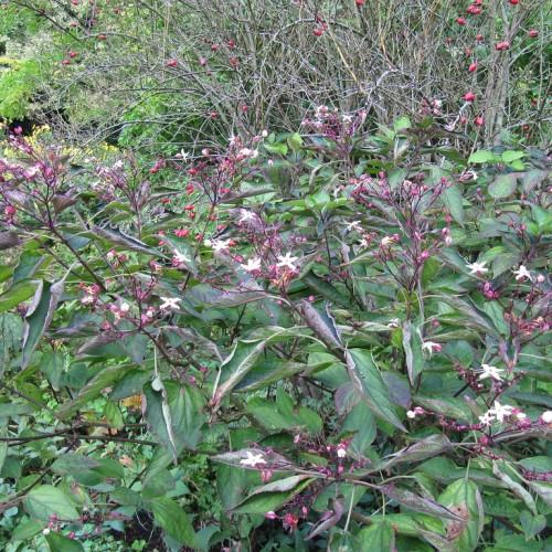 Dark green leaves and tiny red-pink buds with white flowers are connected with gray-brown stems.
