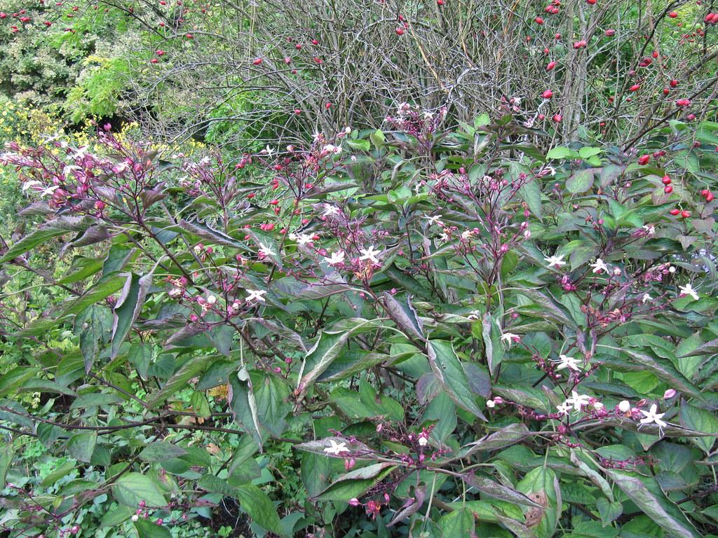 Dark green leaves and tiny red-pink buds with white flowers are connected with gray-brown stems.