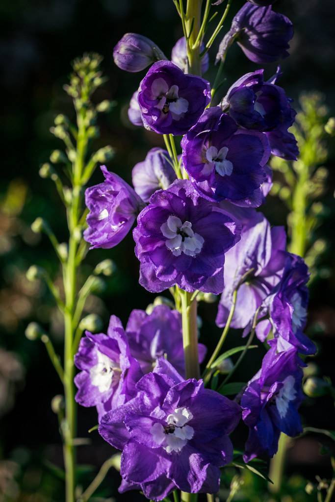 purple flowers with white center on lime-green petioles and stems