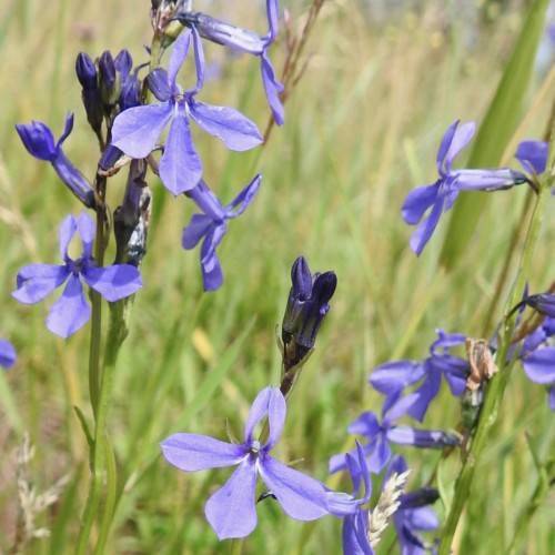 blue flowers and dark-blue buds on light-green stems