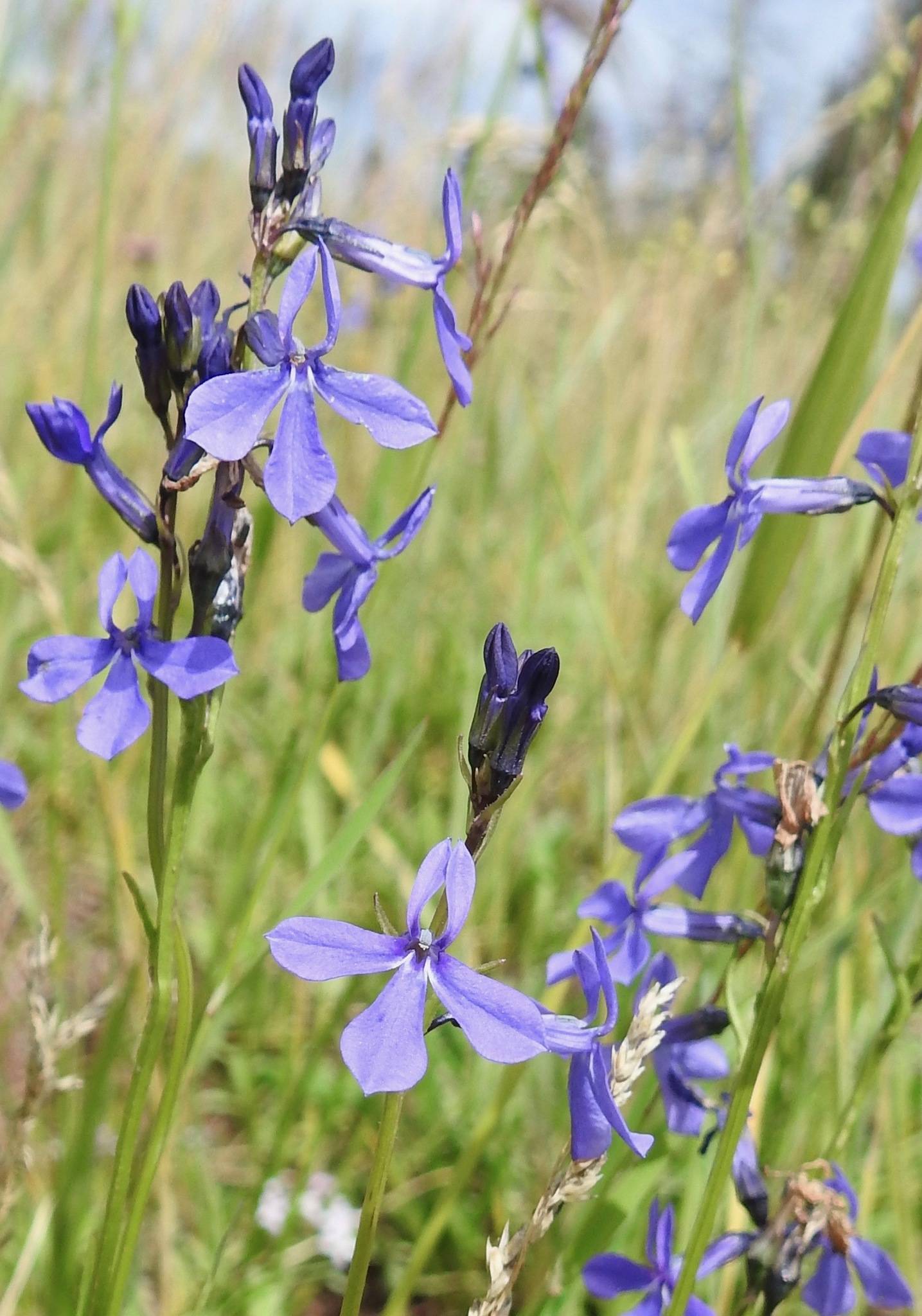 blue flowers and dark-blue buds on light-green stems