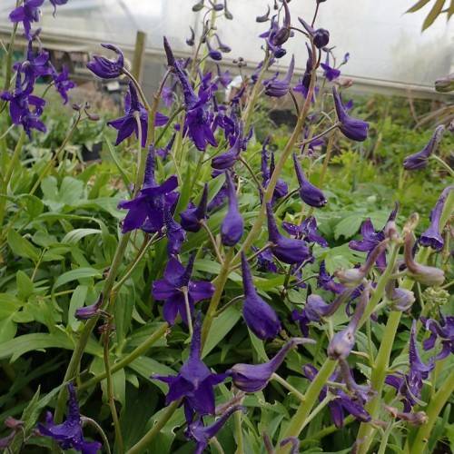 blue-purple flowers, purple buds and green leaves with green-purple petioles and stems