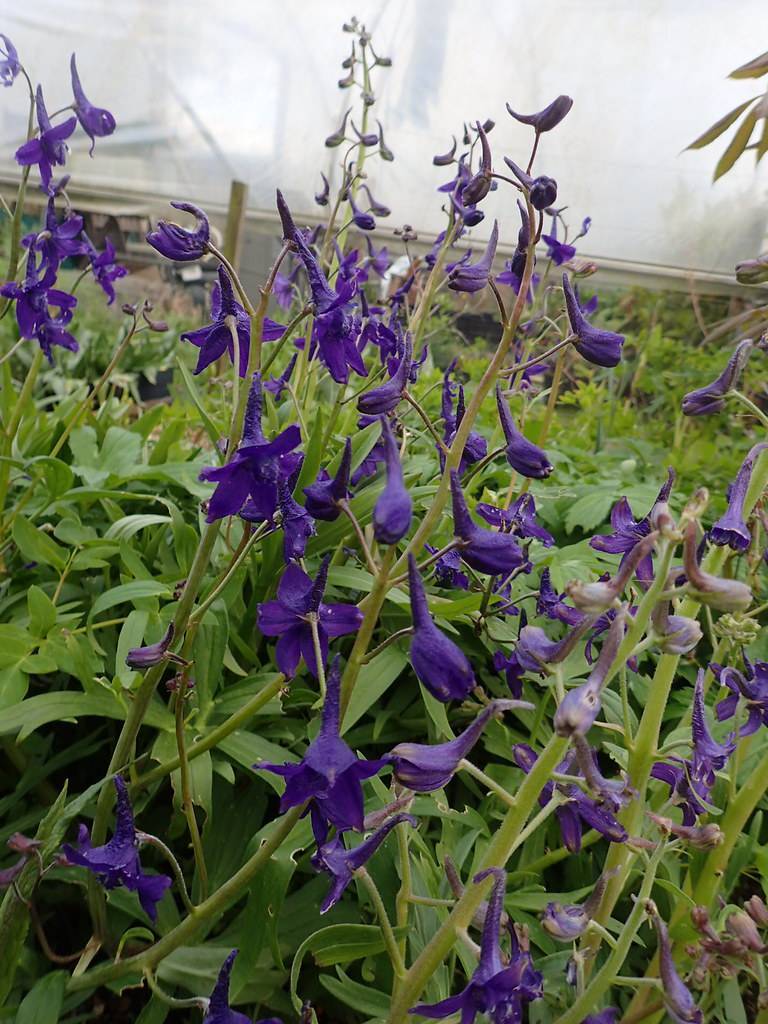 blue-purple flowers, purple buds and green leaves with green-purple petioles and stems