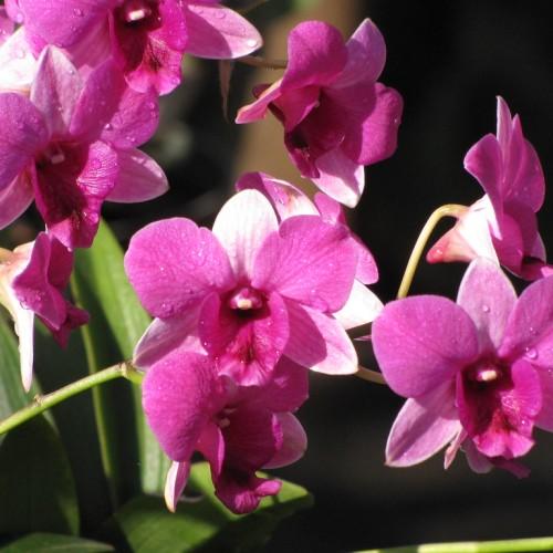 pink-white flowers with lime leaves and green-beige stems