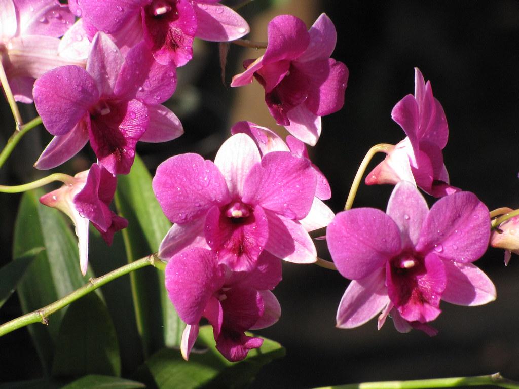 pink-white flowers with lime leaves and green-beige stems