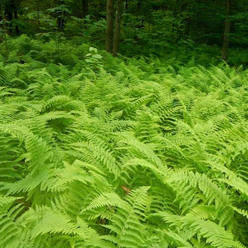 lime foliage and stems