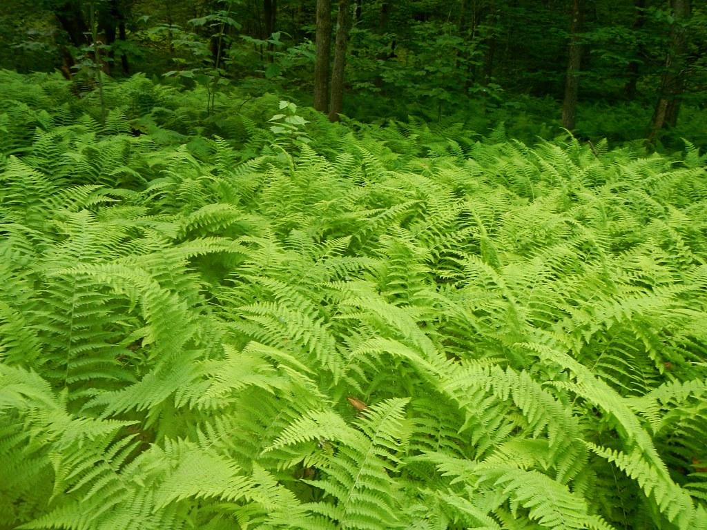 lime foliage and stems