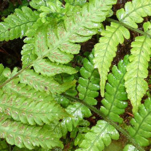 green-brown leaves with dark-green midribs on green-brown stems