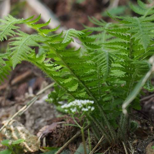 white flowers and green leaves on dark-green stems