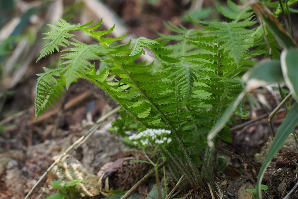 white flowers and green leaves on dark-green stems


