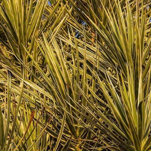 yellow-olive foliage