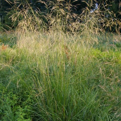 beige-green foliage
