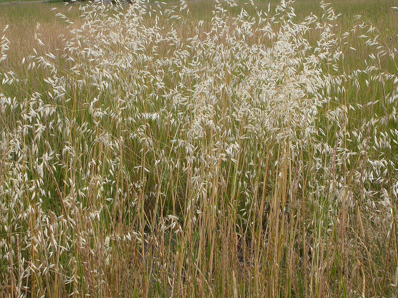 white flowers with green-brown foliage