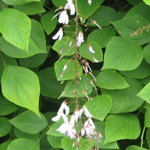 white flowers, white buds with pink sepals and green leaves on yellow petioles and light-brown stems