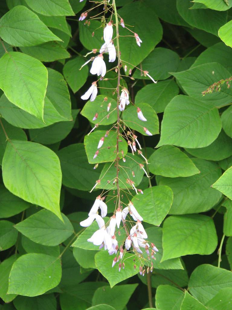 white flowers, white buds with pink sepals and green leaves on yellow petioles and light-brown stems 