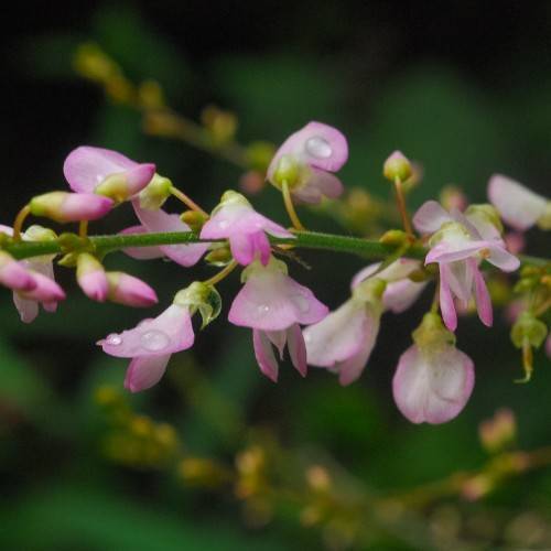 pink-white flowers with lime-green sepals and pink-green buds on red-green petioles and a green stem