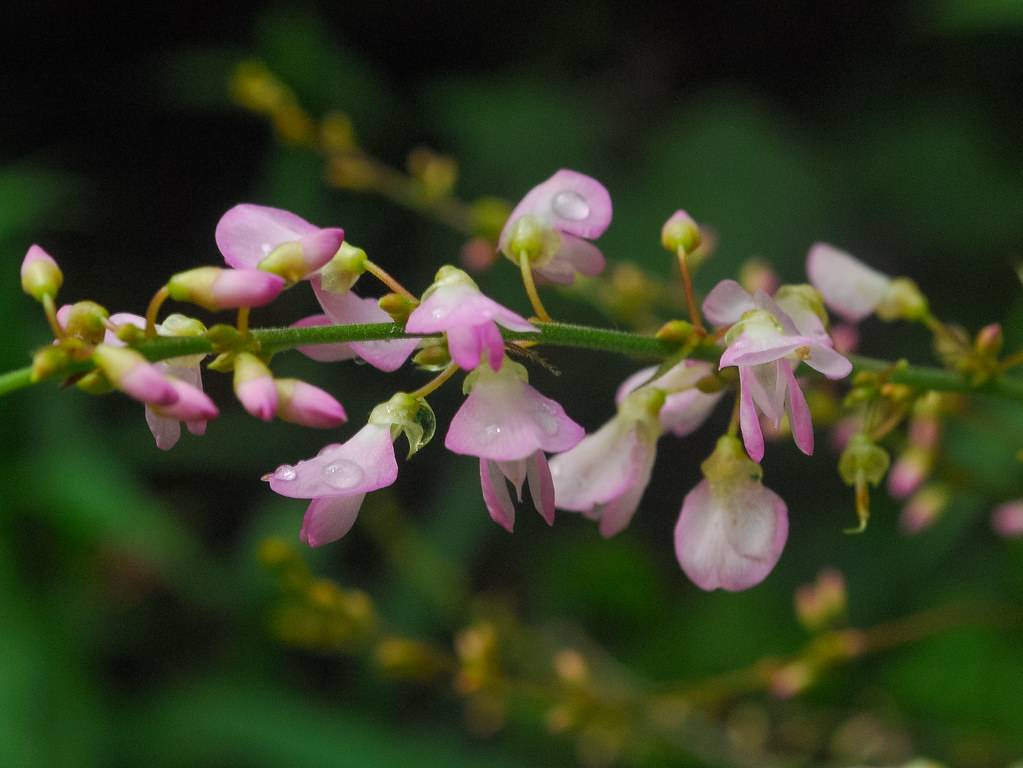 pink-white flowers with lime-green sepals and pink-green buds on red-green petioles and a green stem
