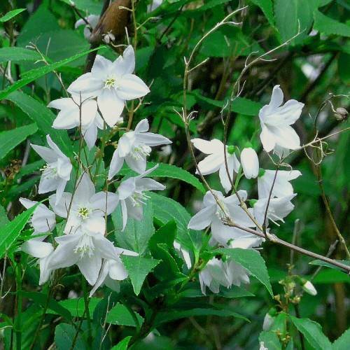 white flowers with white filaments, yellow anthers and green leaves with light-green veins on light-brown twigs