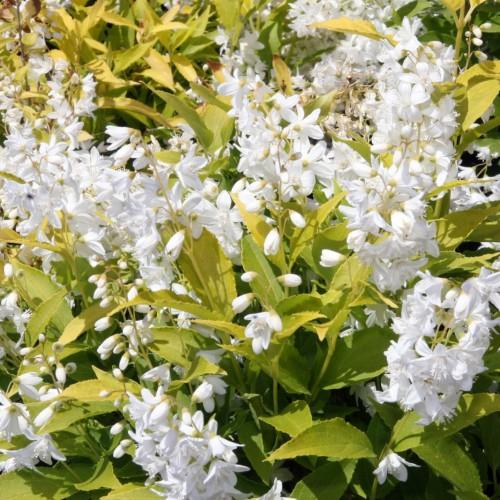 white flowers with white stamens, white buds, lime-yellow leaves and stems